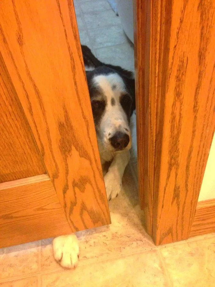My Family's 12,5 Year Old Dog Knows He Isn't Allowed In The Kitchen During Dinner Time, But He Still Likes To Get As Close As Possible