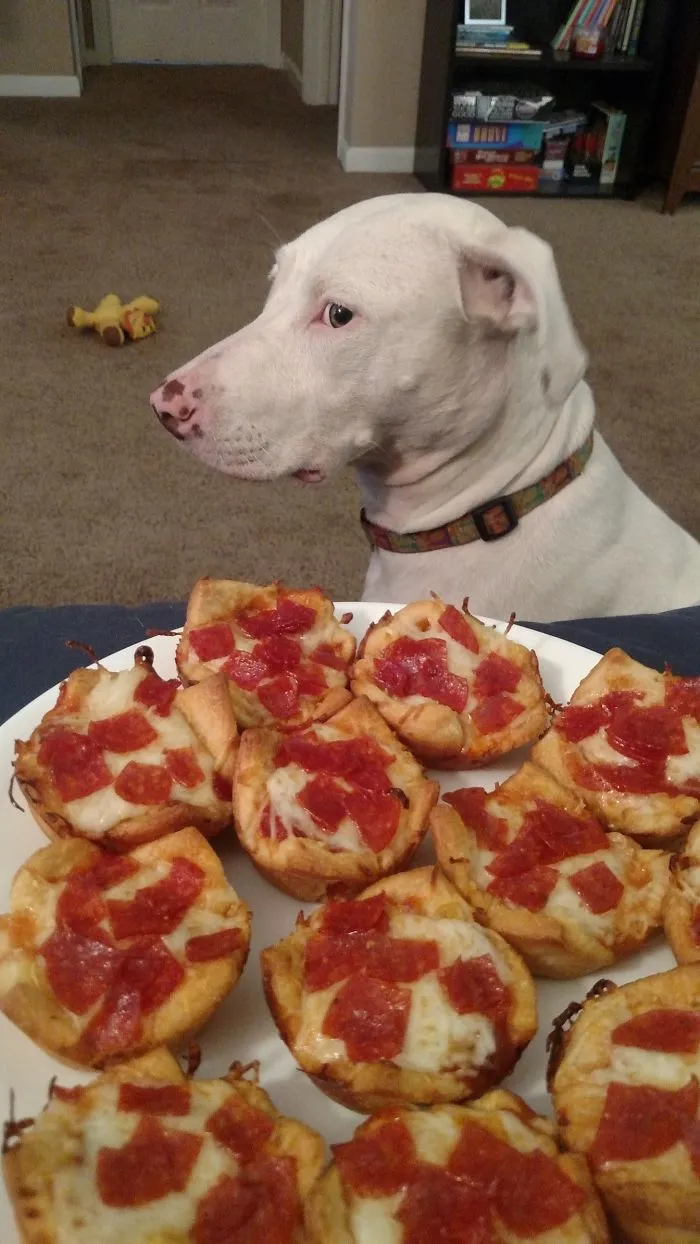 She's Not Allowed To Beg, But That Doesn't Stop Her From Trying To Look Nonchalant