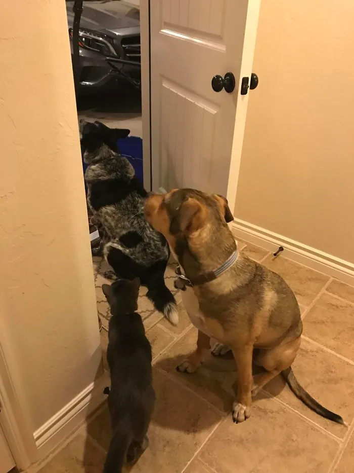 My Husband Went Into The Garage For A Second. His Entourage (Who Are Not Allowed In The Garage) Followed Him As Best They Could