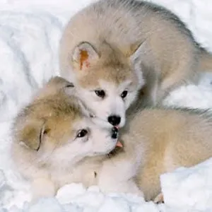Doglova