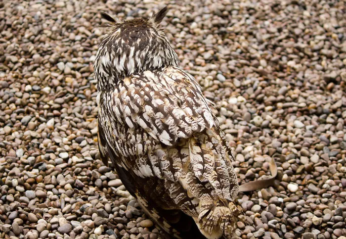 Stealth Owl