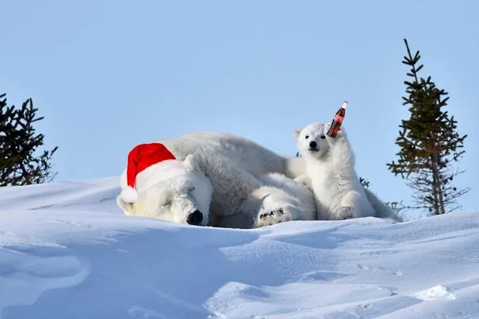 Coca Cola Bears