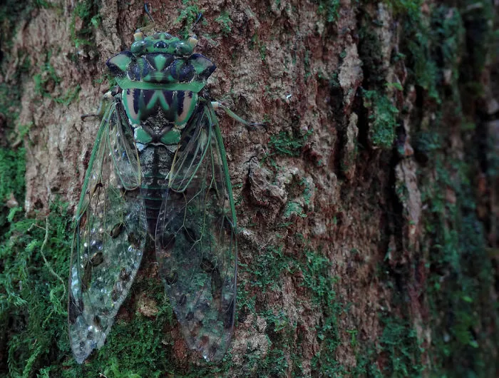 Cicada