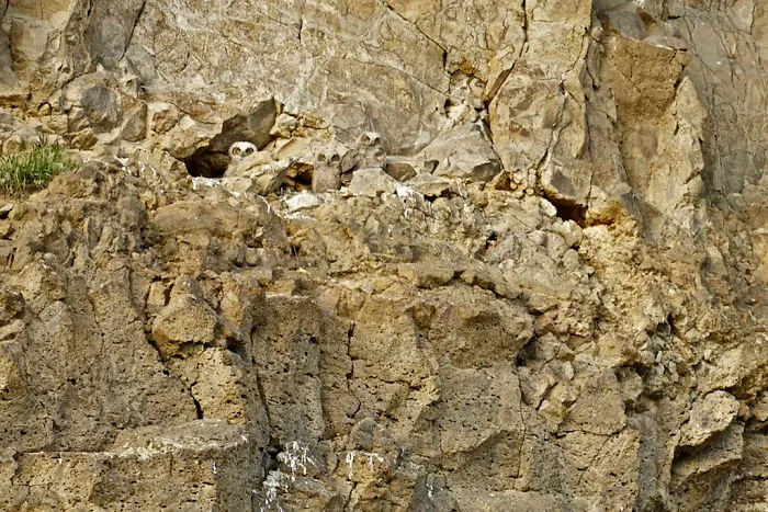 Owlets