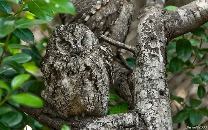 Owl