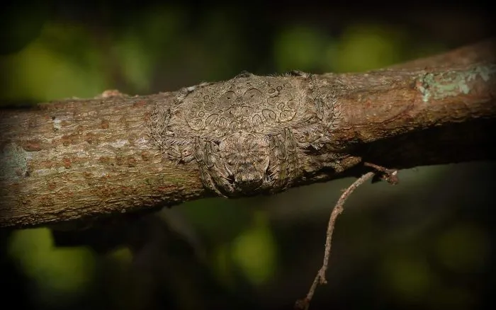 Araña envolvente