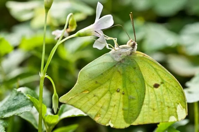 Brimstone Butterfly