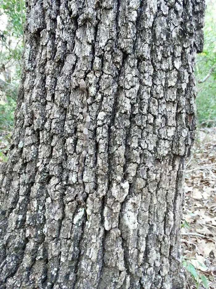 Copperhead Snake
