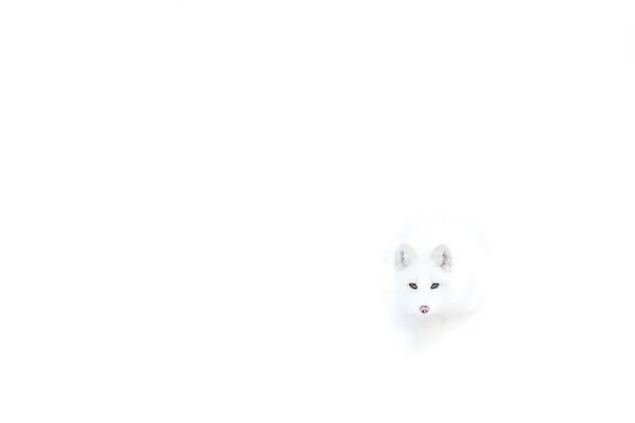 Arctic Fox