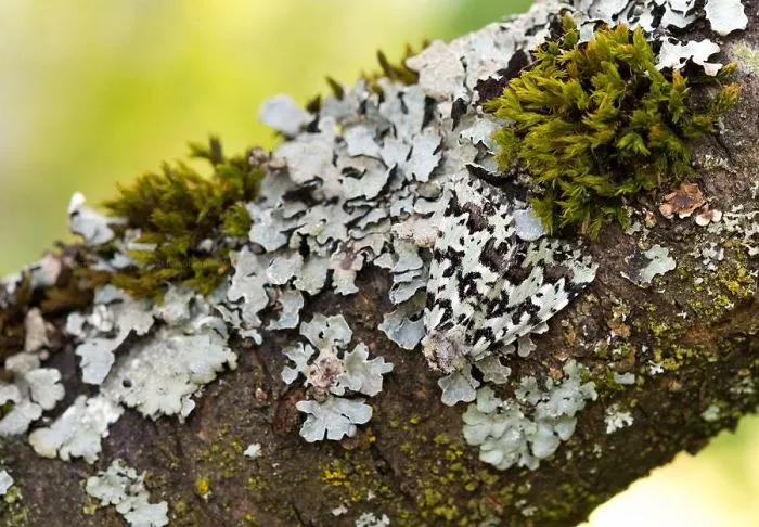 Peppered Moth