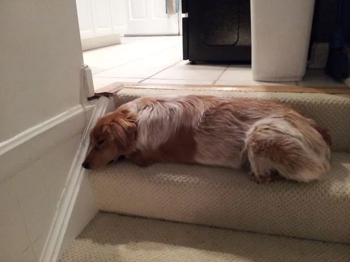 La solución de mi perro cuando quiere entrar a la cocina y no le dejamos