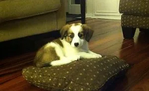 30 Times Dogs Tried To Bend Human Rules, And It Was Hilariously Adorable