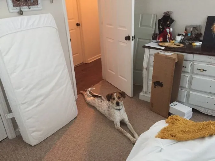 My Little Boy Knows That He's Not Allowed To Have All Four Feet In Our Bedroom
