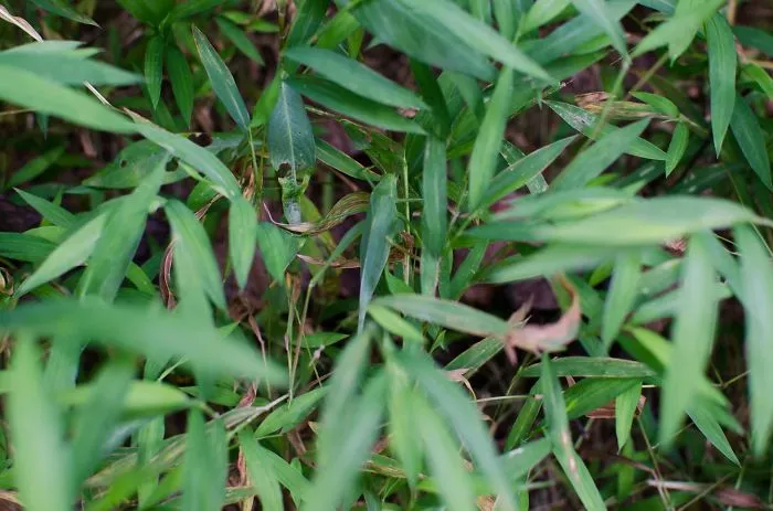 Grasshopper