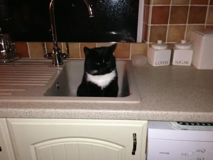 Entré en la cocina y me encontré esto  a las 5:30 de la mañana. No es mi gato