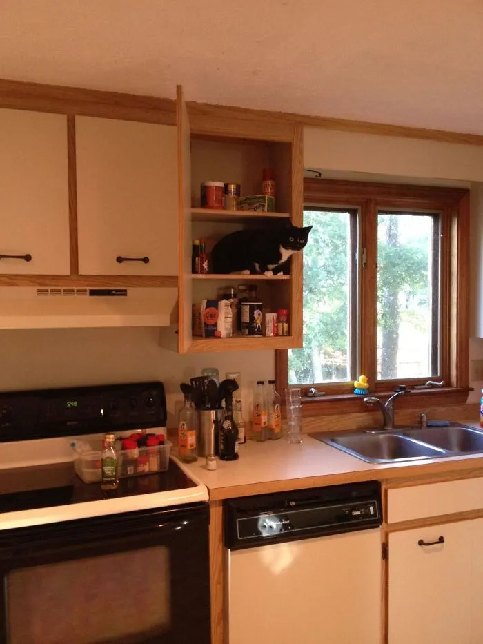 Walked Into My Kitchen To Find This. As A Side Note, We Don't Have A Cat...
