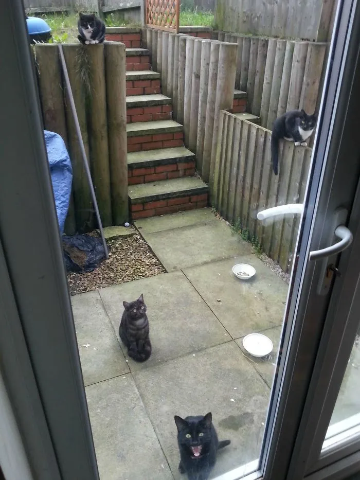 But I Don't Own Any Cats...