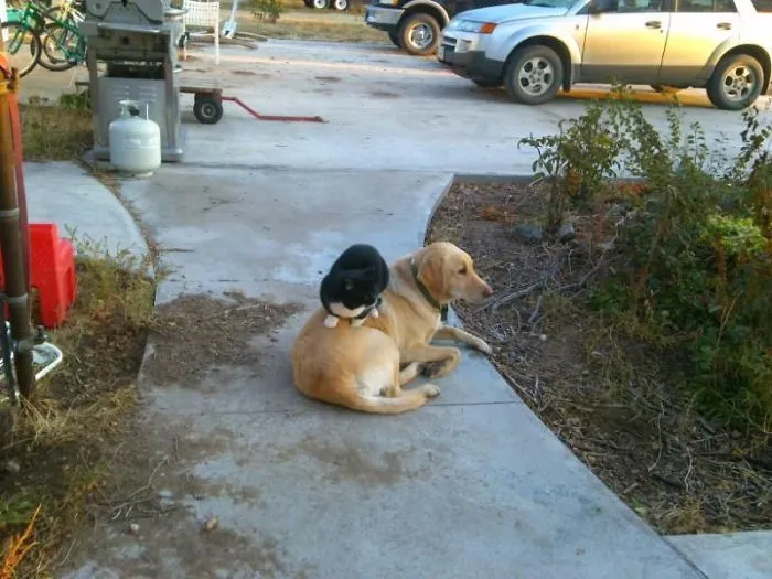 No son ni mi perro ni mi gato, pero vienen a sentarse a mi casa cada día