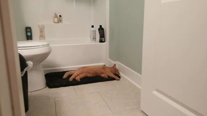 Went To Use The Bathroom. We Don't Own A Cat
