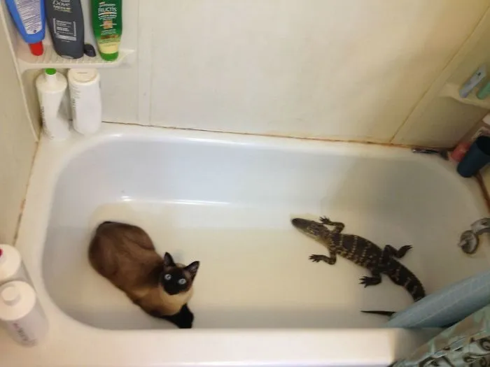 Me he encontrado esto al llegar a casa. No tengo gato.