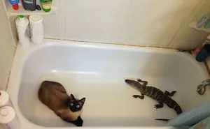 50 Of The Best "I Don't Own A Cat" Moments That Have Ever Happened To Humans