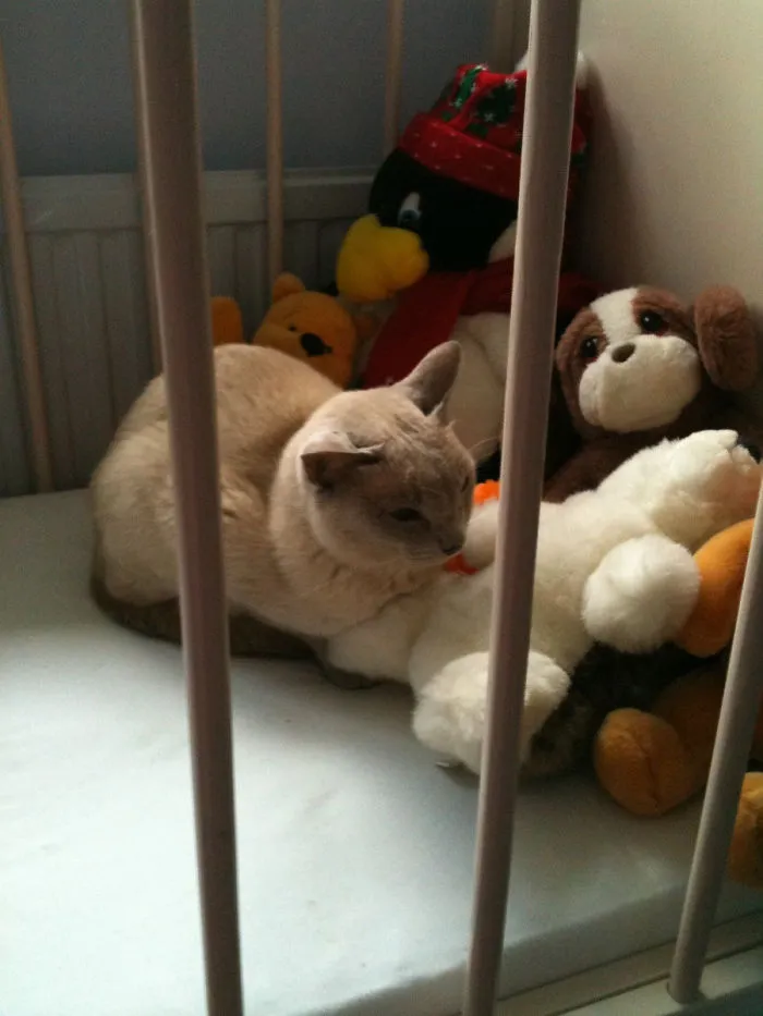 Didn't Spot Him At First So Got A Slight Shock. Also, That Is Not My Cat