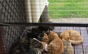 50 Of The Best "I Don't Own A Cat" Moments That Have Ever Happened To Humans