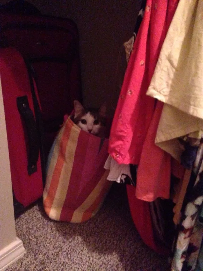 I Don't Own A Cat...