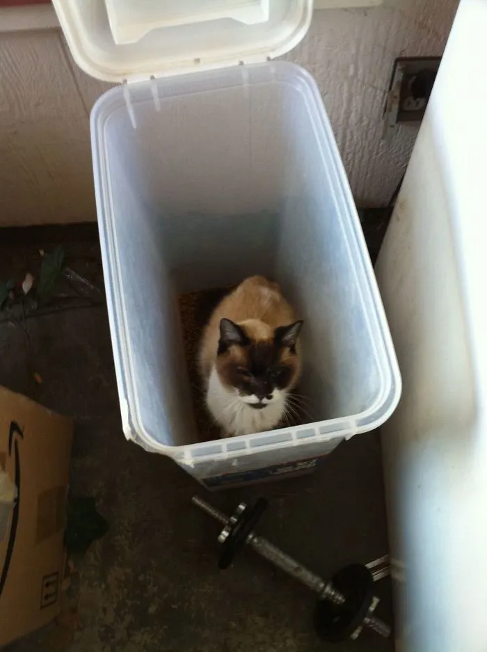 Went To Feed My Cat And This Is What I Found... This Is Not My Cat