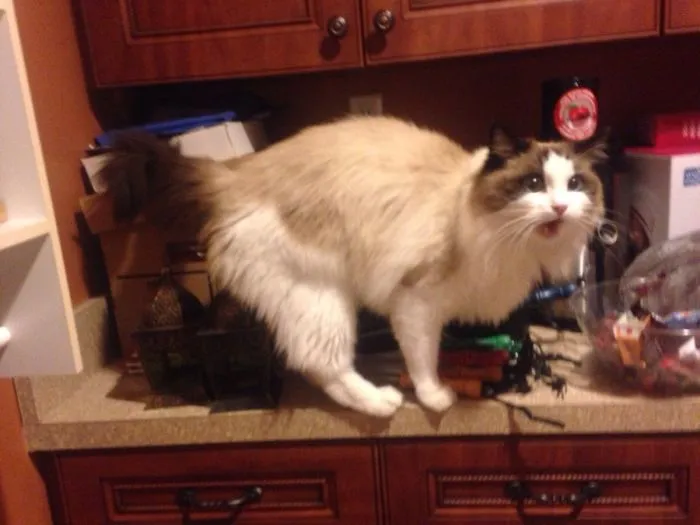 Llego a casa. Este no es mi gato. Ambos nos sorprendimos