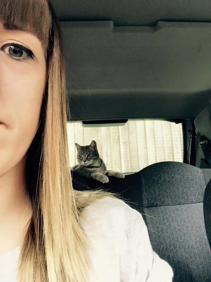 I Do Not Own A Cat..
