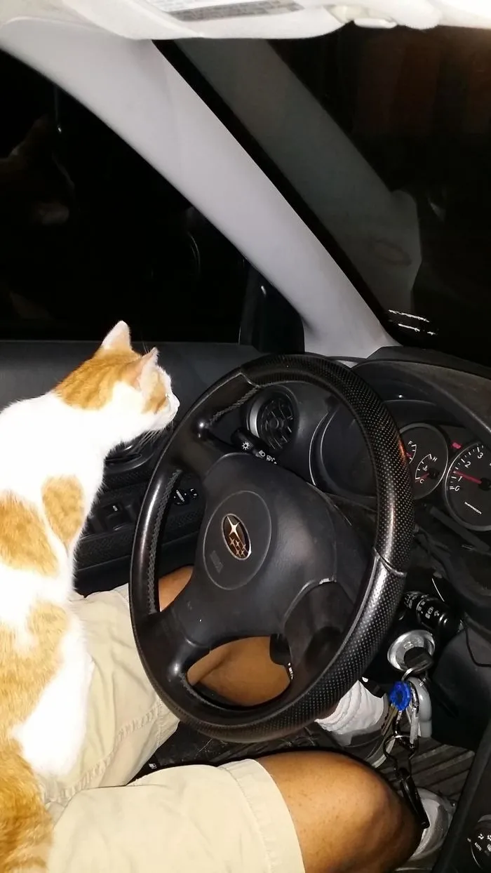 He Jumped In My Car And Wouldn't Let Me Leave Without Him. I Don't Own A Cat. Is This How You Get A Cat?