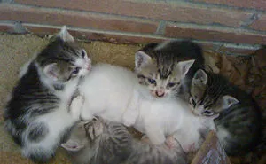 50 Of The Best "I Don't Own A Cat" Moments That Have Ever Happened To Humans