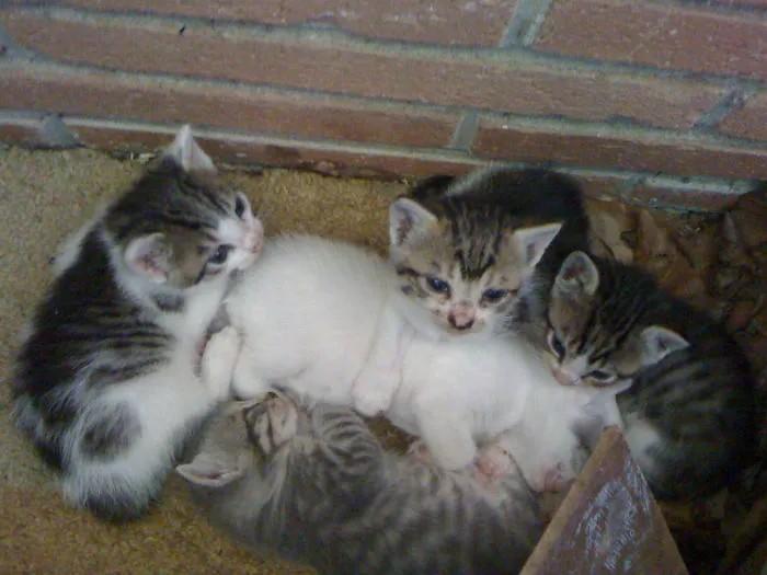 No tengo gato, pero me encontré estos en el garaje