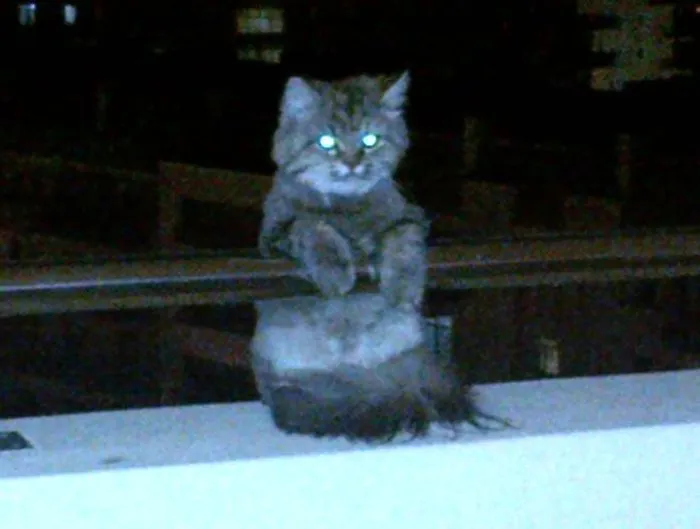 Me encontré esto en mi balcón en un 7º piso. No tengo gato