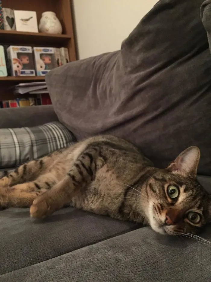 A Cat Appeared On My Sofa. I Don't Own A Cat!