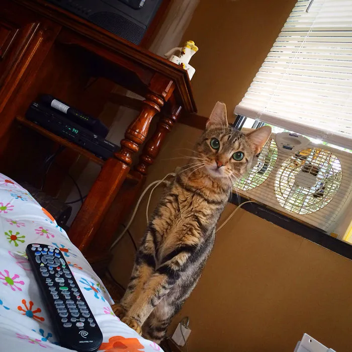 While Visiting My Girlfriends Family In New York, I Woke Up To This... They Don't Own A Cat