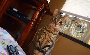 50 Of The Best "I Don't Own A Cat" Moments That Have Ever Happened To Humans