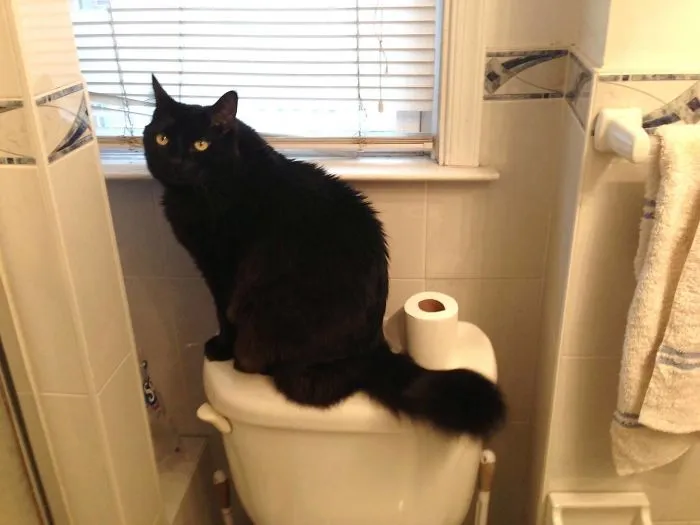 Fui al baño y algo me llamó la atención. No tengo gato