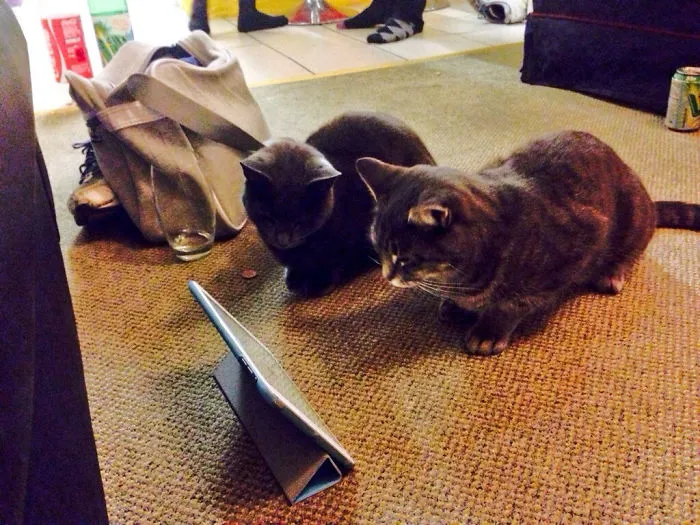 I Live In A Student House. Two Cats Like To Visit Us And Play On The Ipad Sometimes