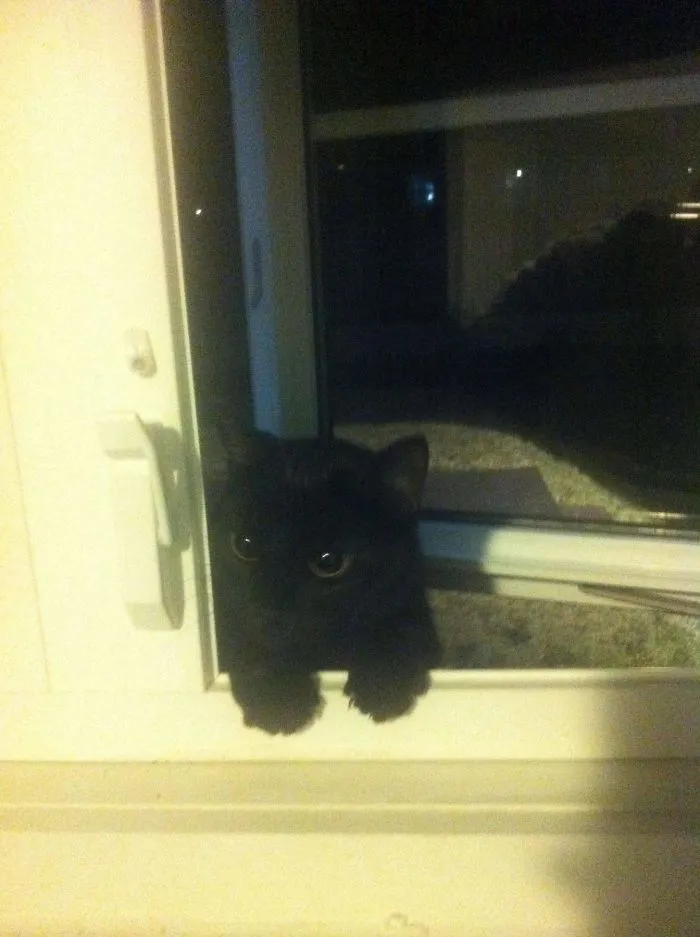 Abrí la ventana para fumar y oí maullidos de repente