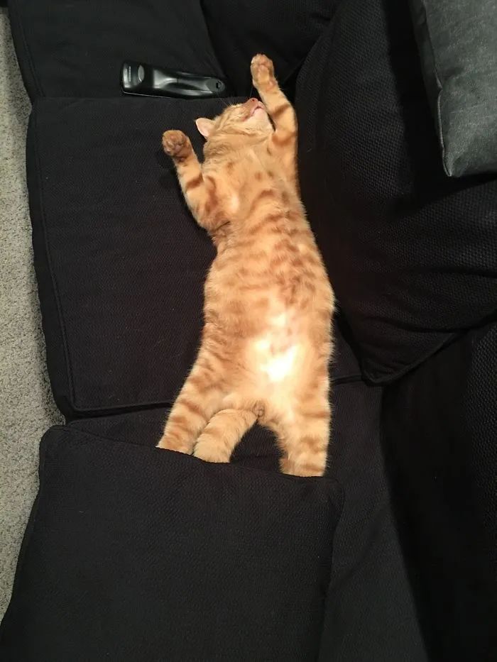 Dejamos entrar a un gato callejero que conocemos para que se calentara, y se puso demasiado cómodo