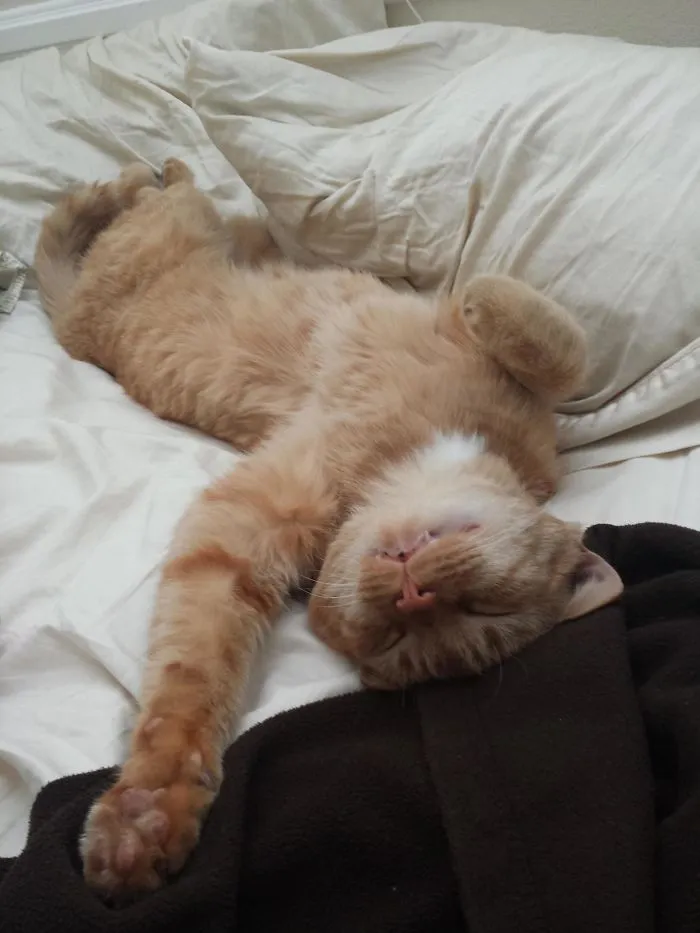 Apareció un día en mi casa y ahora somos amigos. Se llama Oj