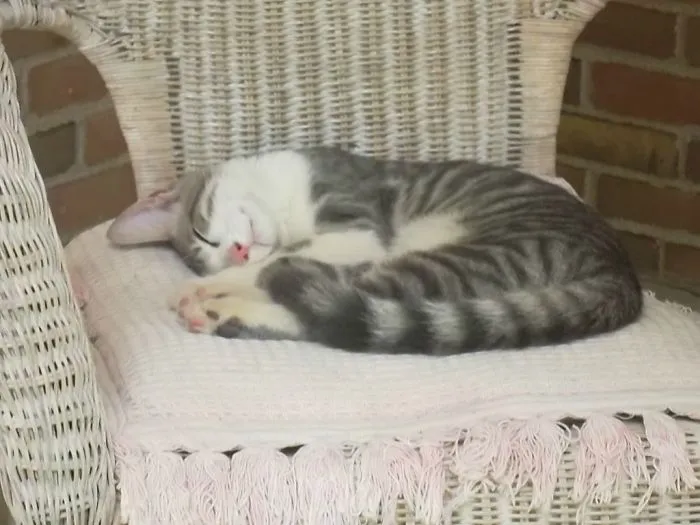 A Stray Cat Followed Me Home Last Night. This Is What I Woke Up To On My Porch This Morning