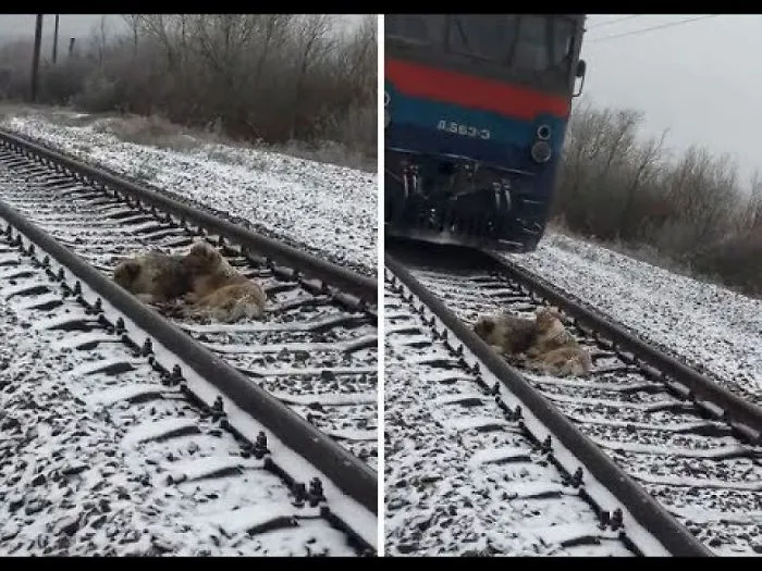 Brave Dog Refuses To Abandon His Injured Pal As A Train Approaches