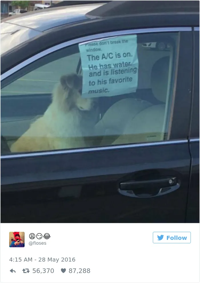 60 Funny Dog Tweets That Are Too Relatable