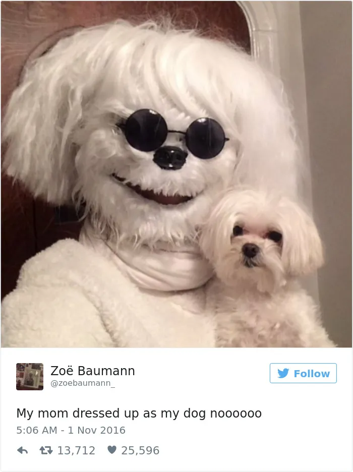 60 Funny Dog Tweets That Are Too Relatable