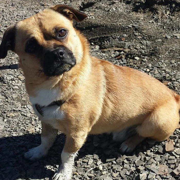 Corgi + Pug