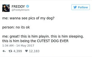60 Funny Dog Tweets That Are Too Relatable