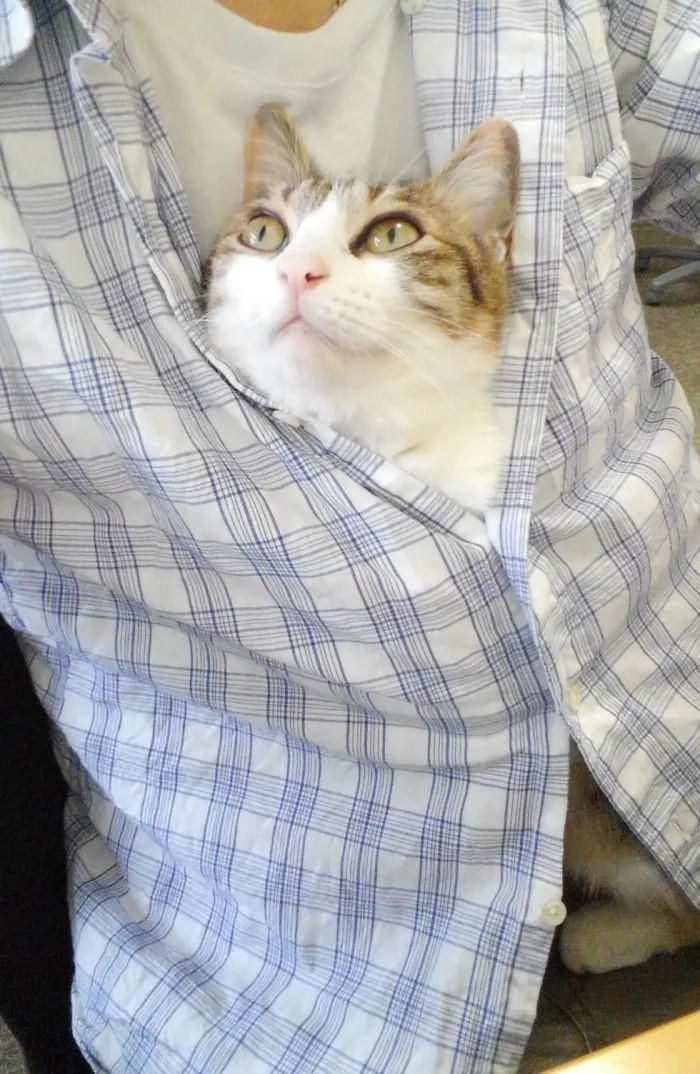 This Company Pays Their Employees For Every Cat They Rescue...